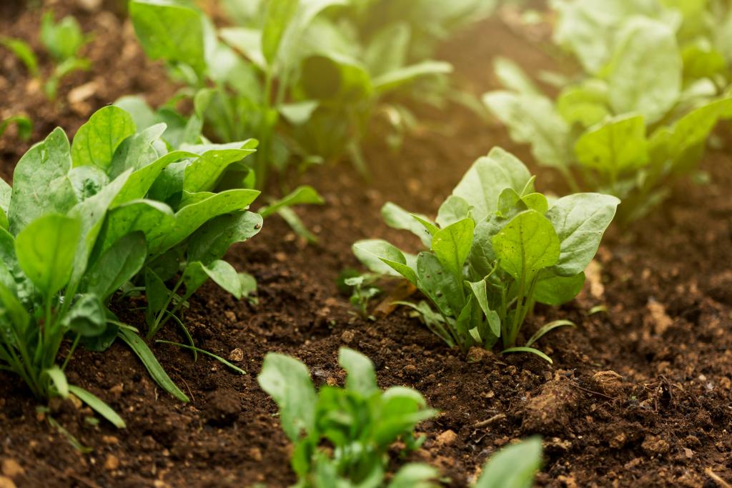 Rows of spinach growing in the dirt