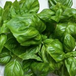 close up basil leaves