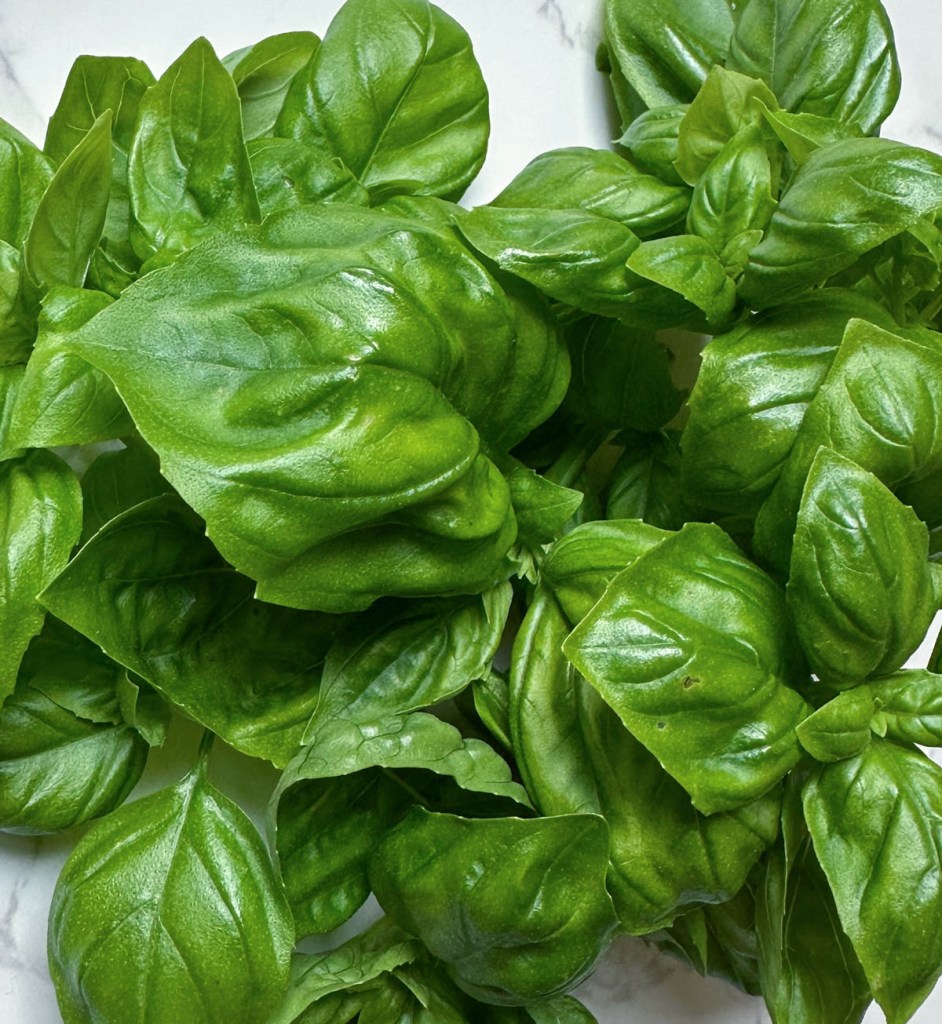 close up basil leaves